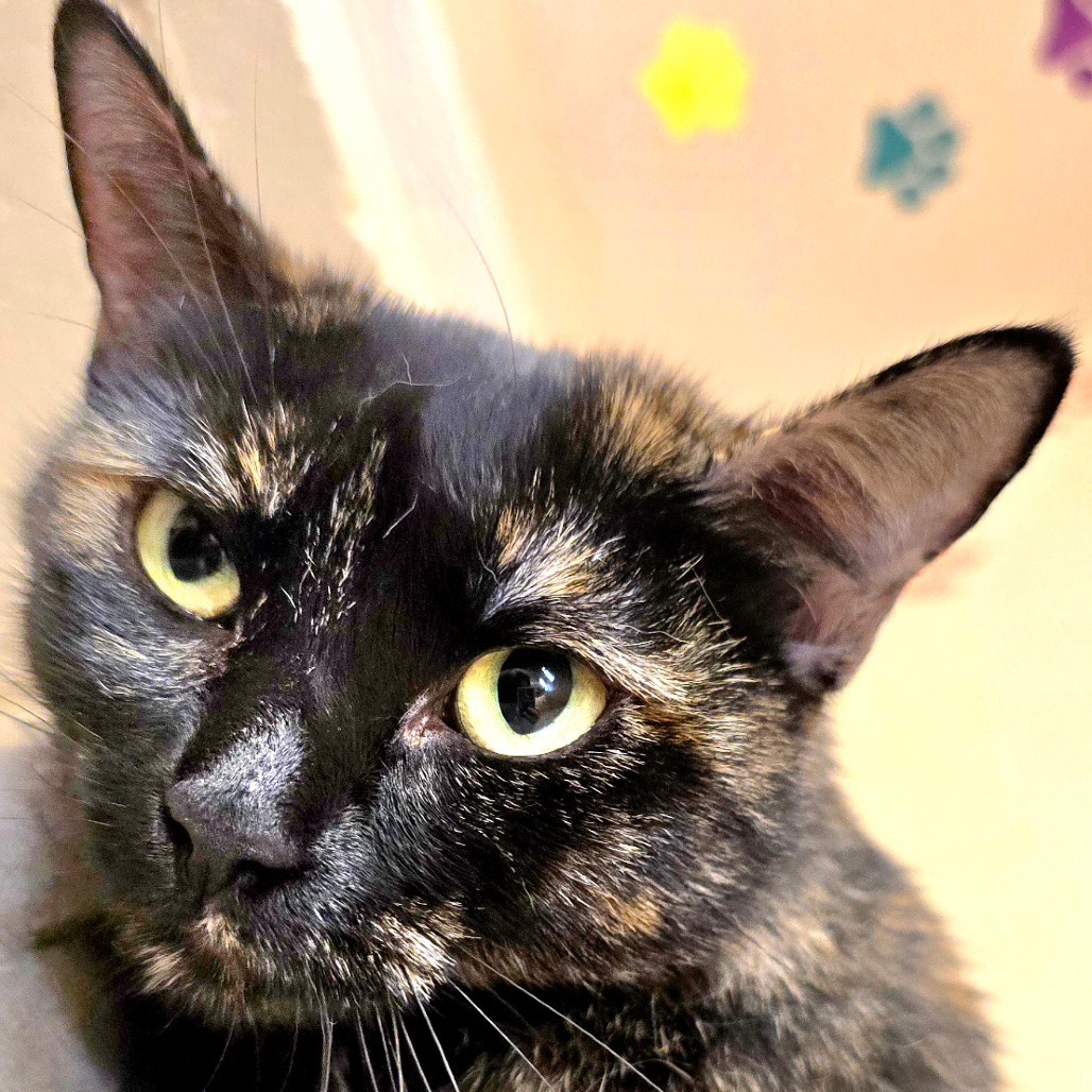 Tangie, an adoptable Domestic Short Hair in Wickenburg, AZ, 85390 | Photo Image 6