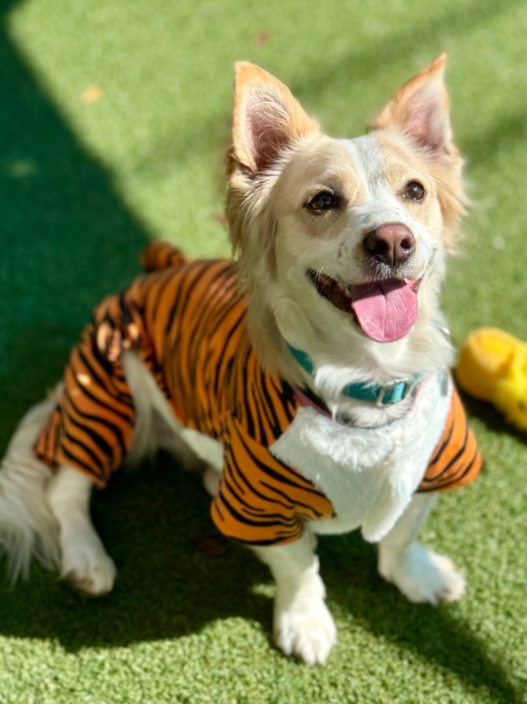 Pixie, an adoptable Papillon, Corgi in Fort Lauderdale, FL, 33304 | Photo Image 1