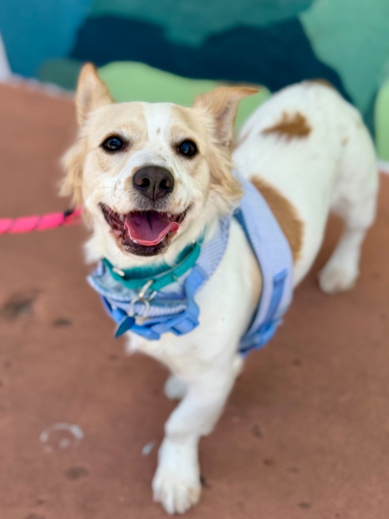 Pixie, an adoptable Papillon, Corgi in Fort Lauderdale, FL, 33304 | Photo Image 3