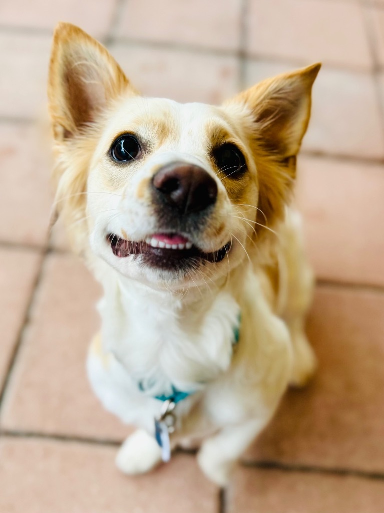 Pixie, an adoptable Papillon, Corgi in Fort Lauderdale, FL, 33304 | Photo Image 4