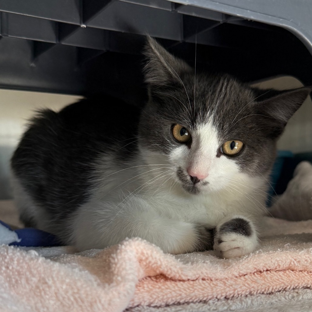 Dakota is at Petsmart GJ