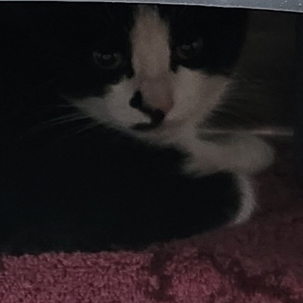 Riley is at Petsmart GJ