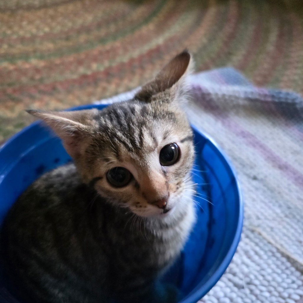 Nutmeg