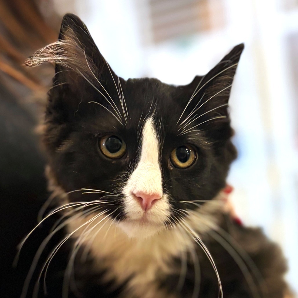 Walrus (25-3S-3), an adoptable Domestic Medium Hair in Rifle, CO, 81650 | Photo Image 1
