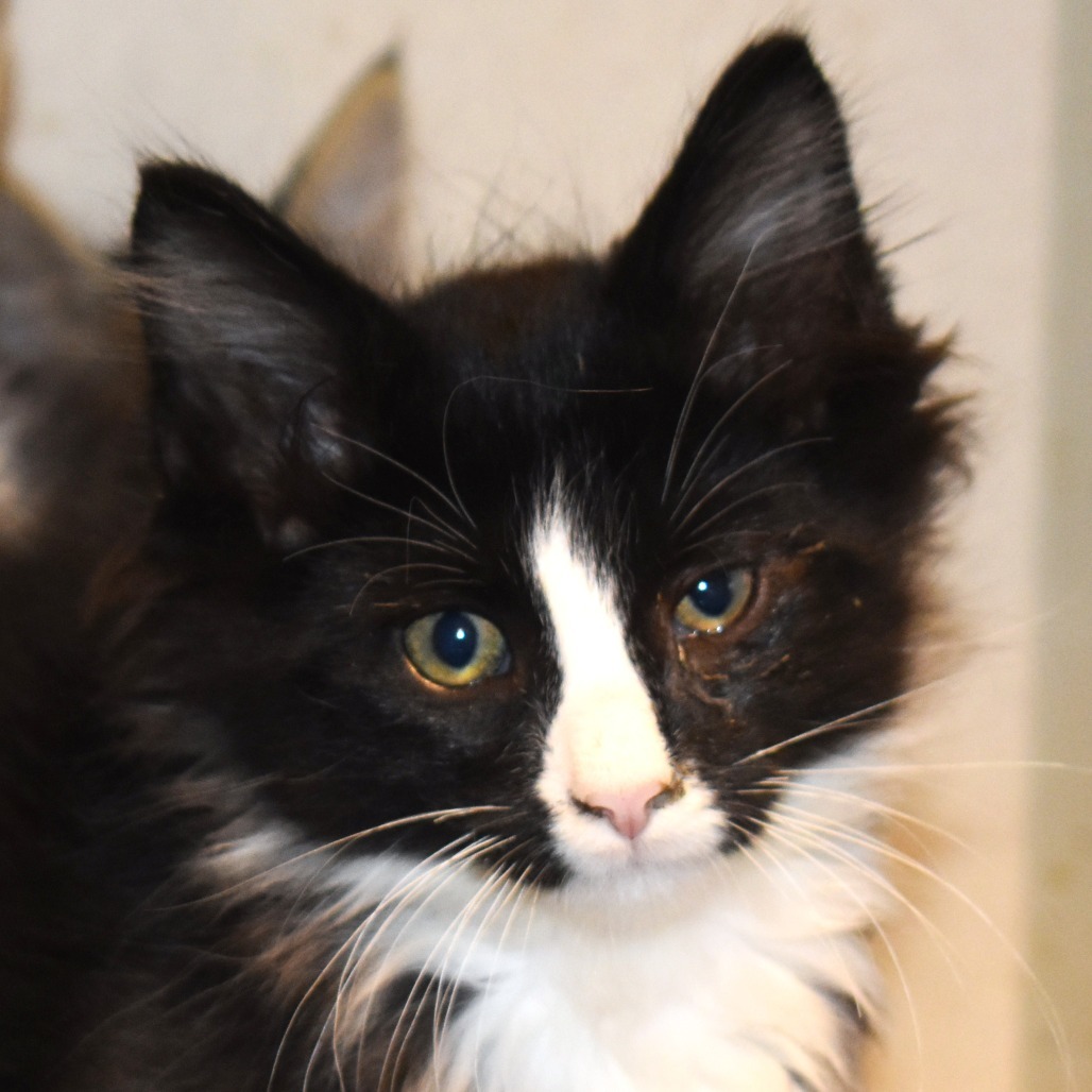 Walrus (25-3S-3), an adoptable Domestic Medium Hair in Rifle, CO, 81650 | Photo Image 2