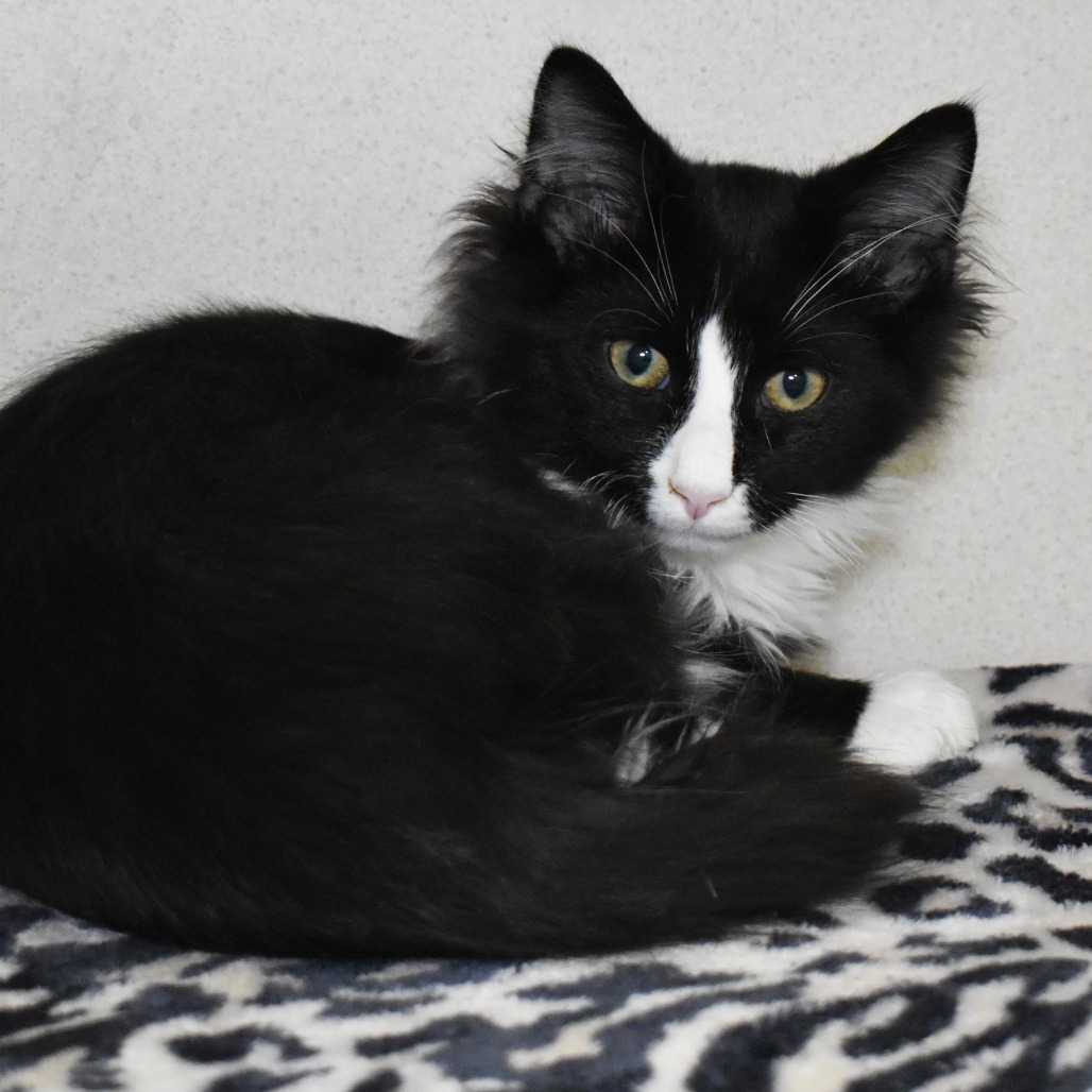 Walrus (25-3S-3), an adoptable Domestic Medium Hair in Rifle, CO, 81650 | Photo Image 3