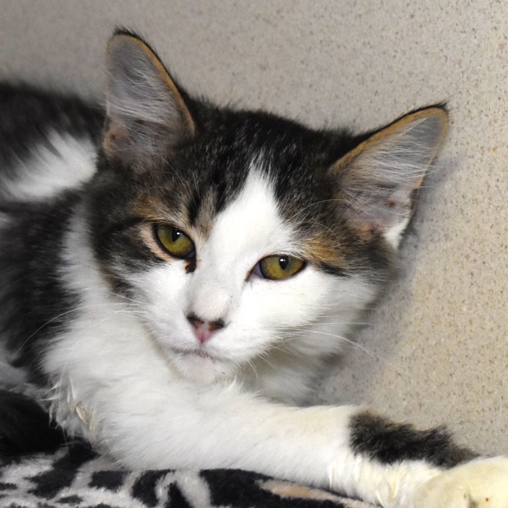Seal (25-3S-4), an adoptable Domestic Medium Hair in Rifle, CO, 81650 | Photo Image 1