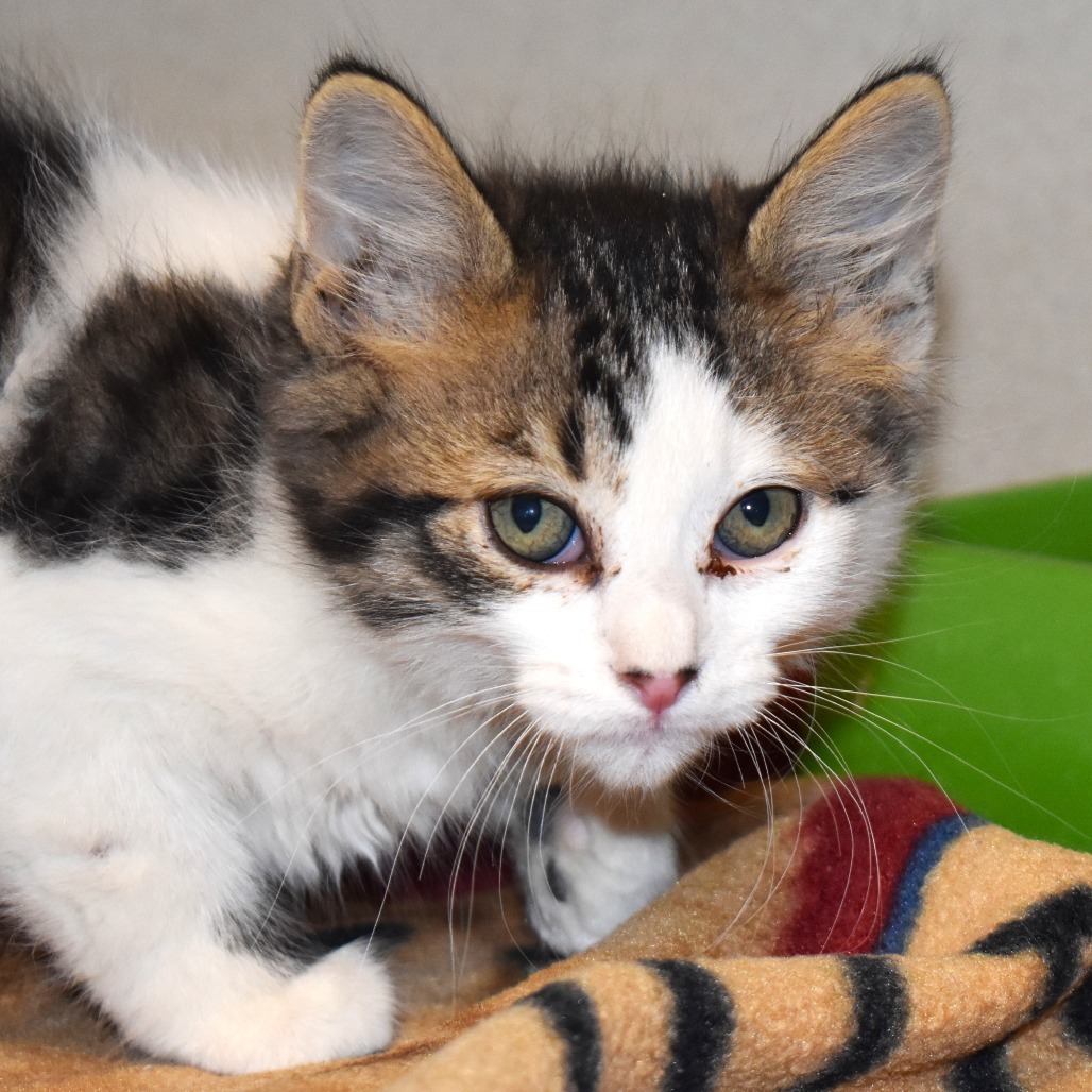 Seal (25-3S-4), an adoptable Domestic Medium Hair in Rifle, CO, 81650 | Photo Image 2
