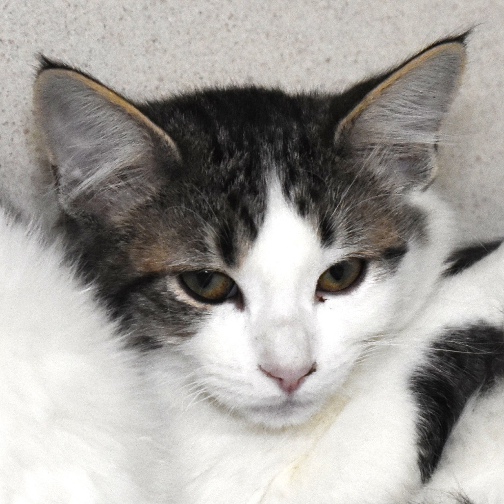 Reindeer (25-3S-2), an adoptable Domestic Short Hair in Rifle, CO, 81650 | Photo Image 1