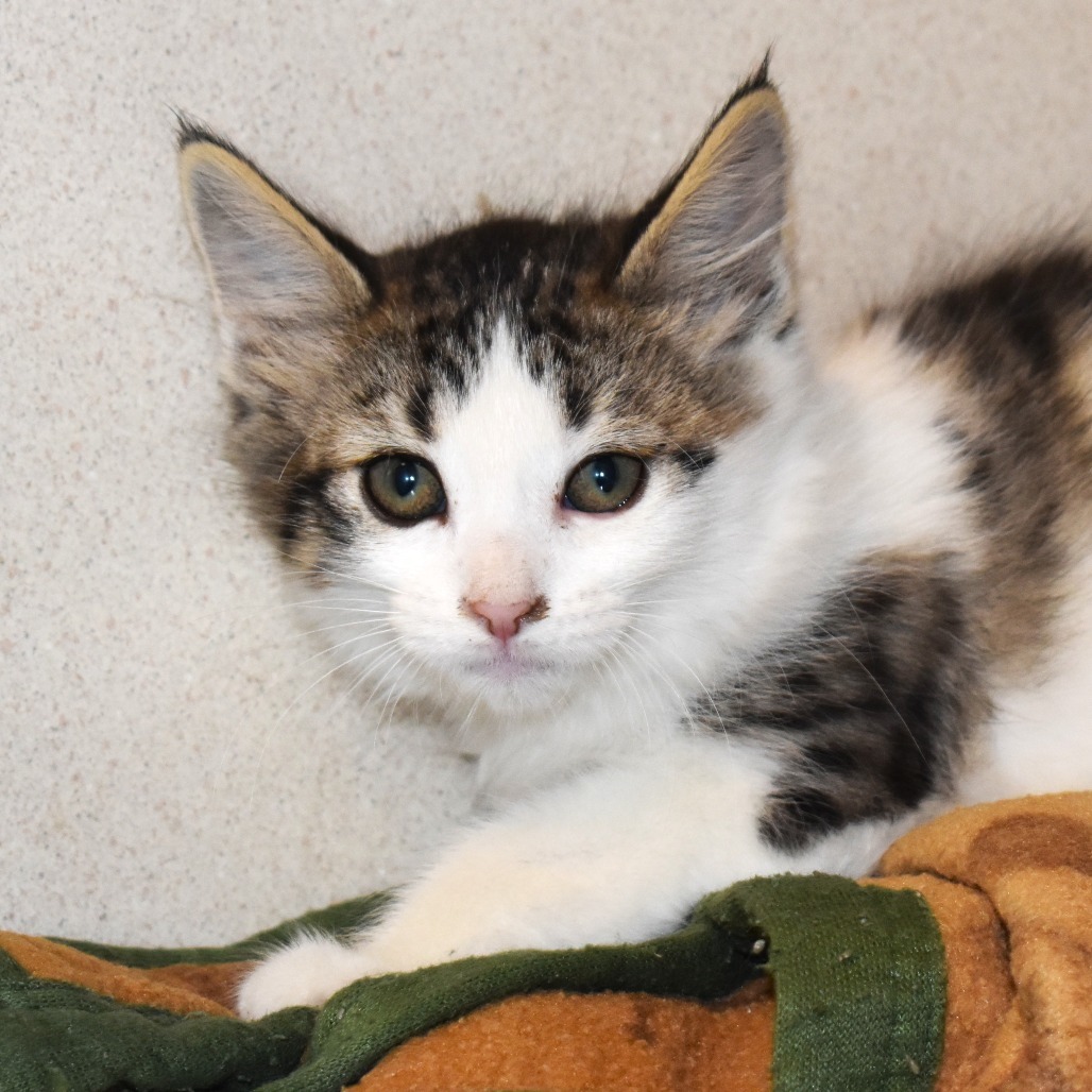 Reindeer (25-3S-2), an adoptable Domestic Short Hair in Rifle, CO, 81650 | Photo Image 2