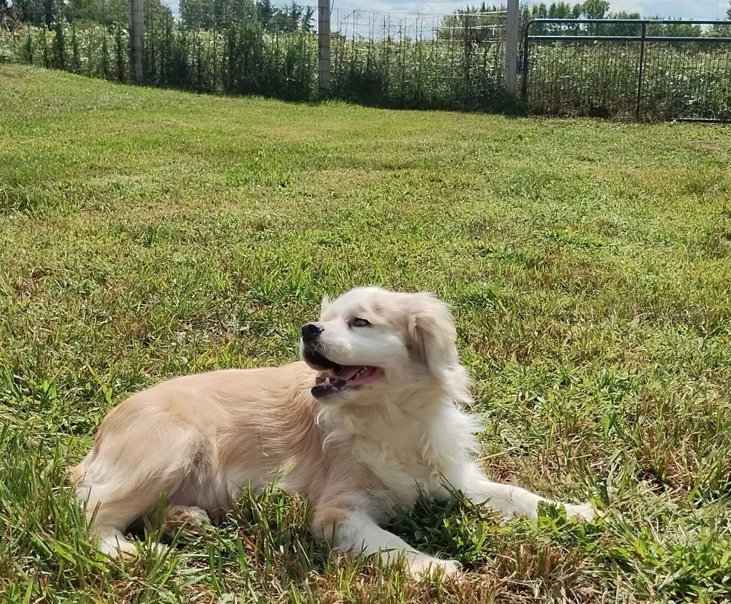 Dottie