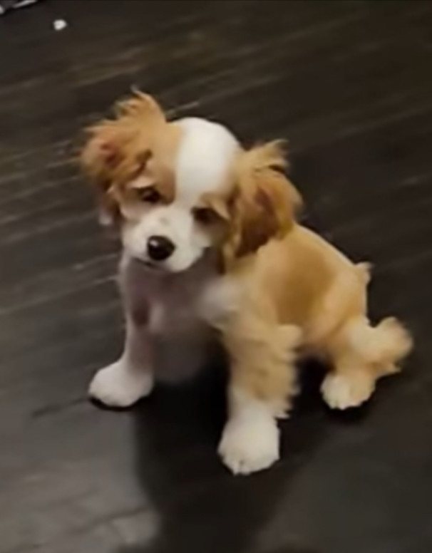 Taffy