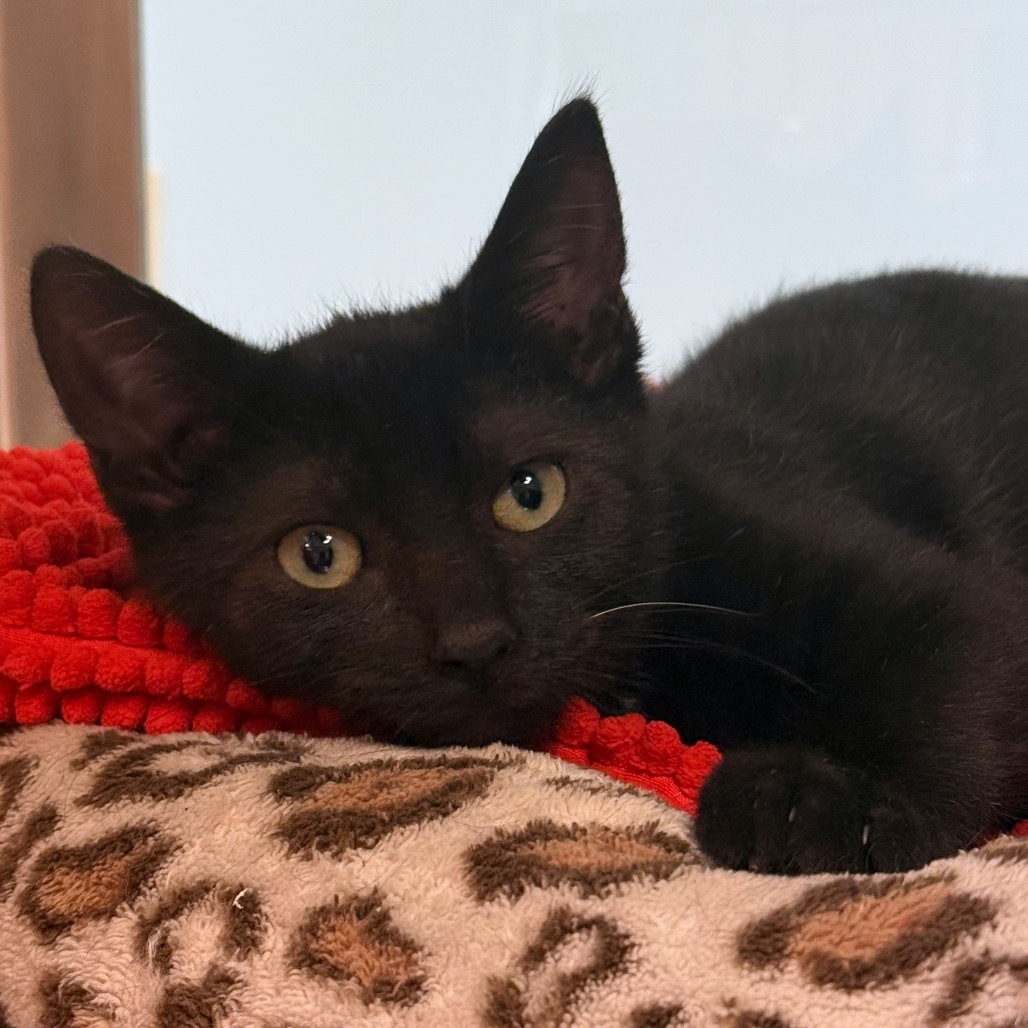 Black Bean