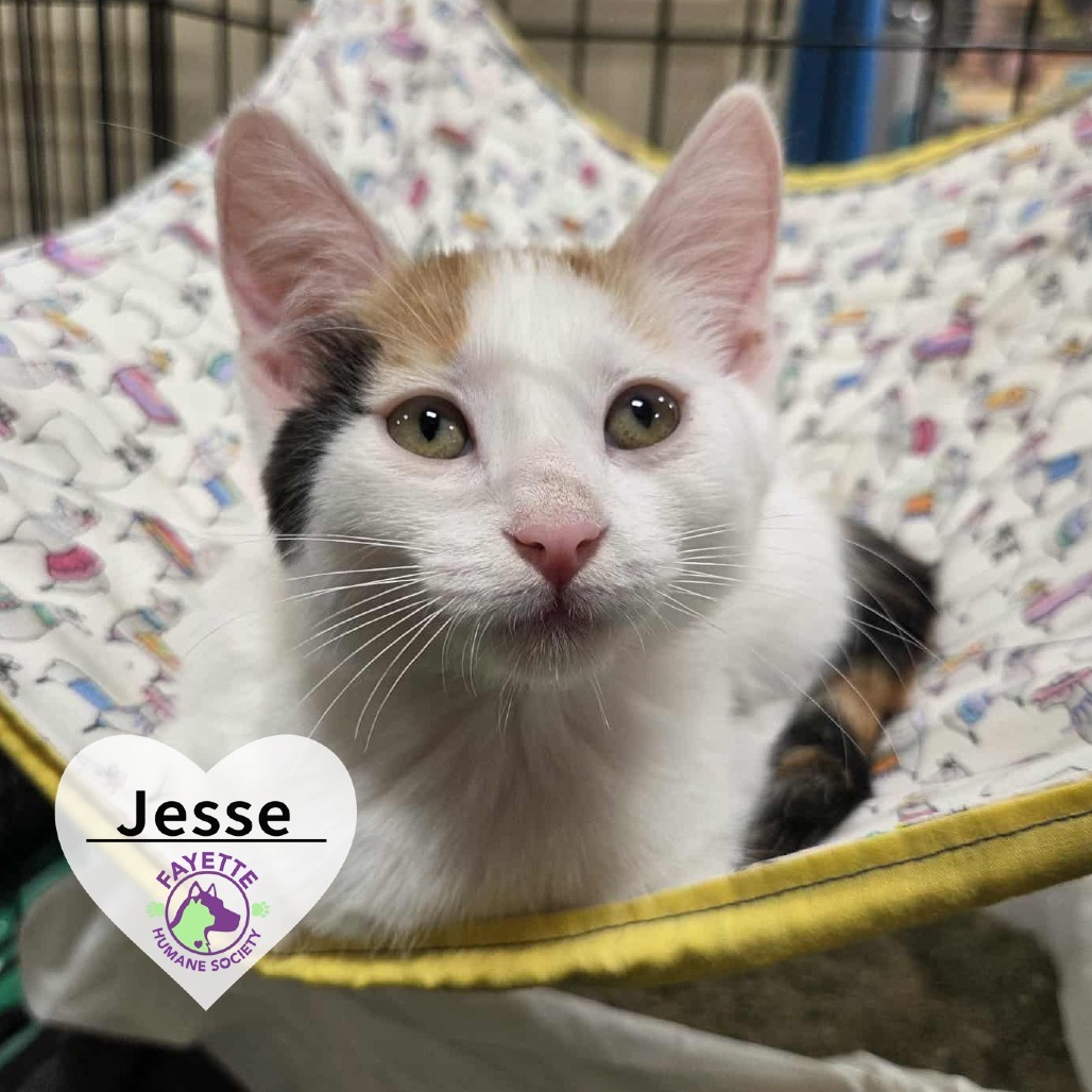 Jesse