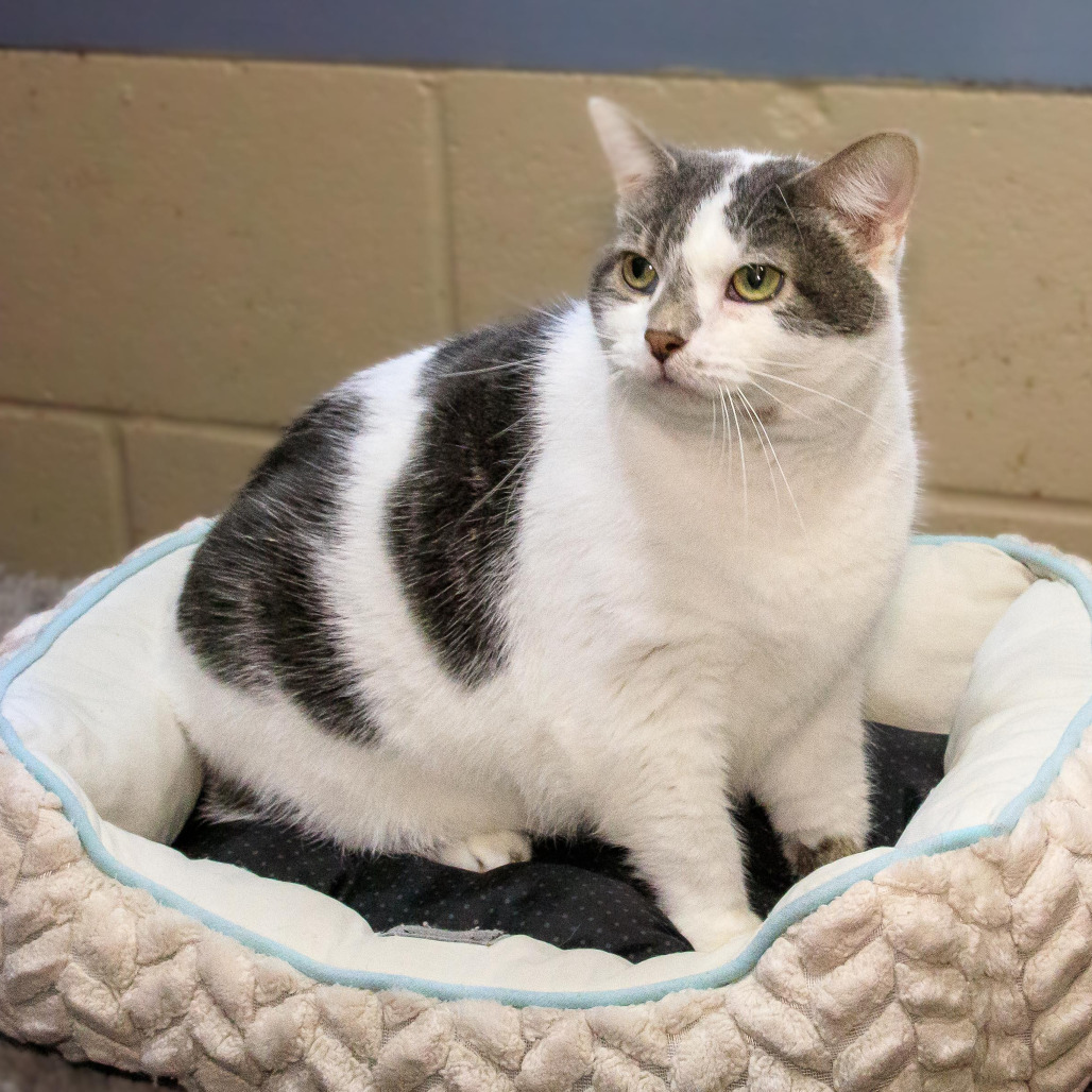 Appt. Pending - Figaro