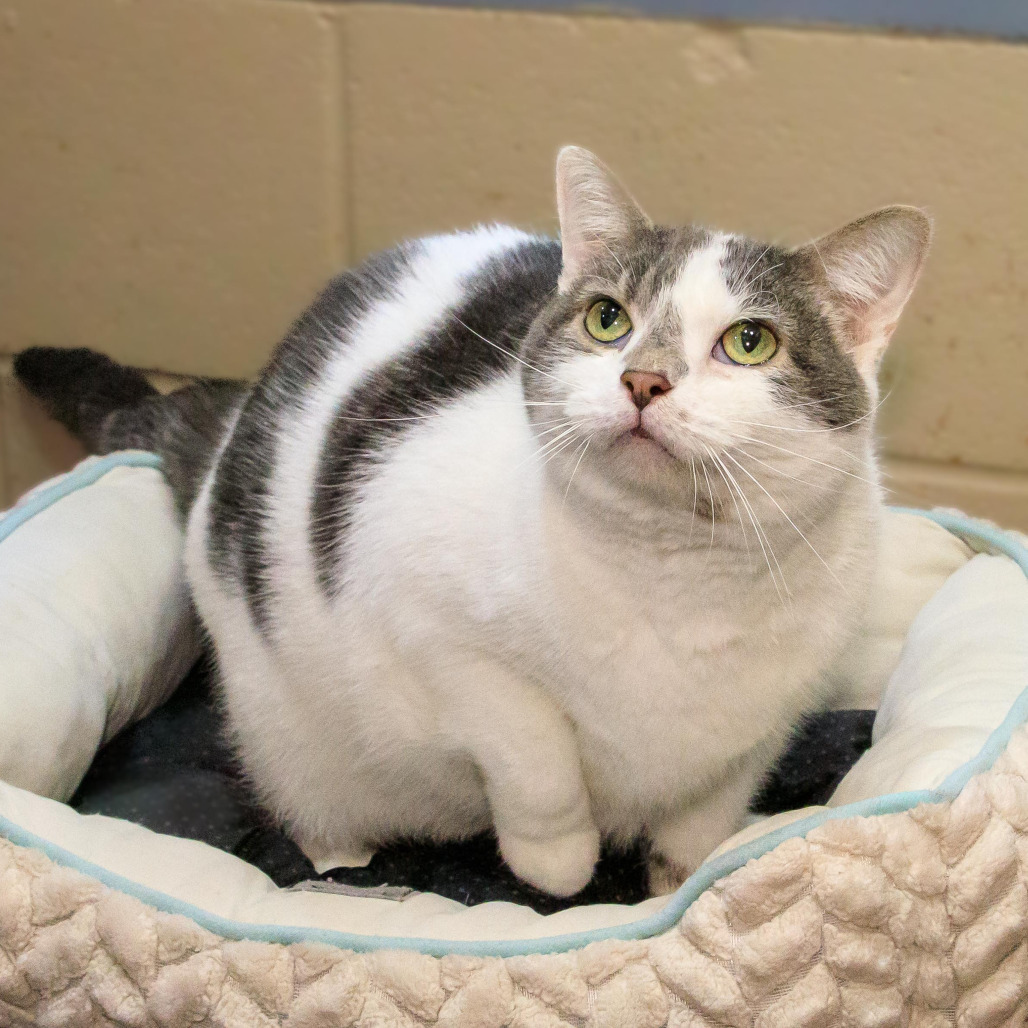 Appt. Pending - Figaro