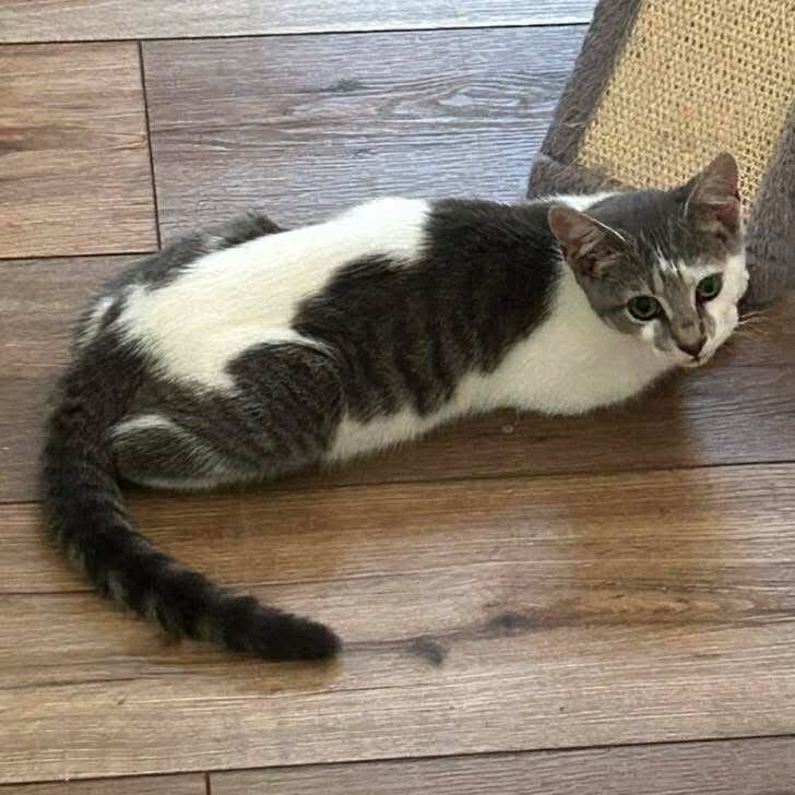 Honeysuckle: Not at shelter (Matt)