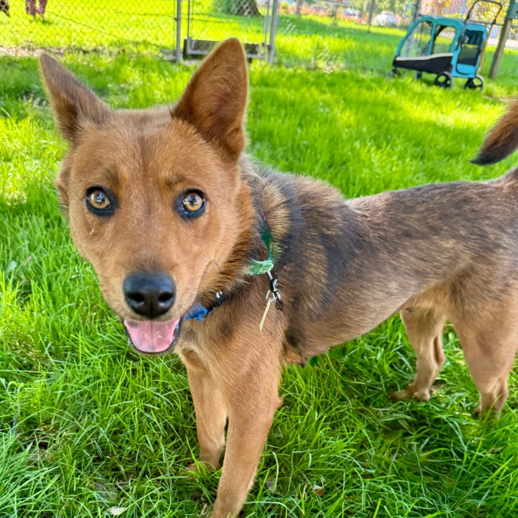 FOXIE