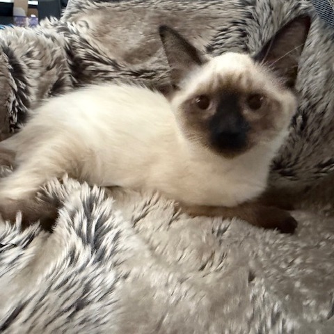 BAILEY