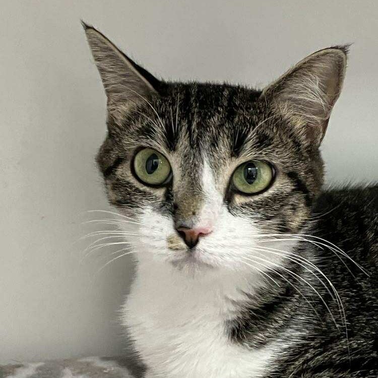 Melody, an adoptable Domestic Short Hair in Duncan, OK, 73533 | Photo Image 1
