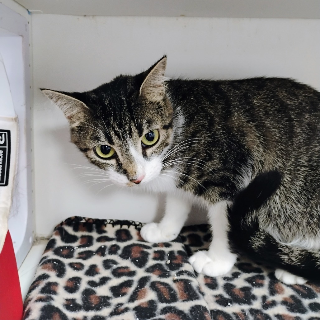 Melody, an adoptable Domestic Short Hair in Duncan, OK, 73533 | Photo Image 2