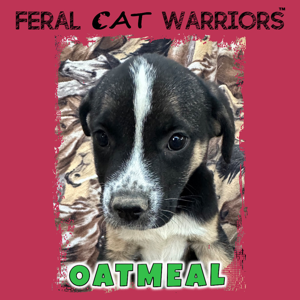 Oatmeal, an adoptable German Shepherd Dog, American Bulldog in Kingman, AZ, 86401 | Photo Image 1