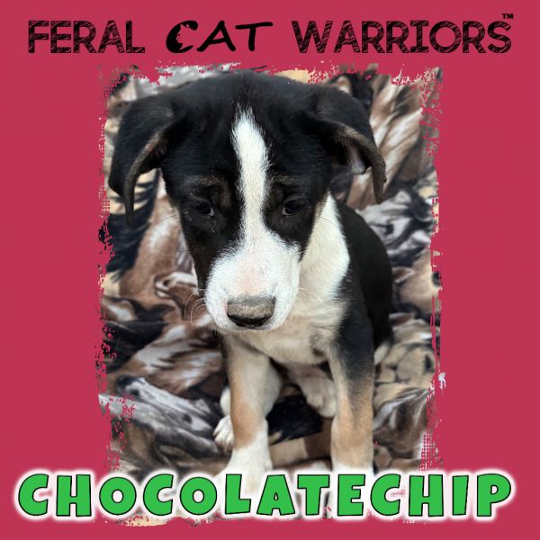 Chocolatechip photo 1