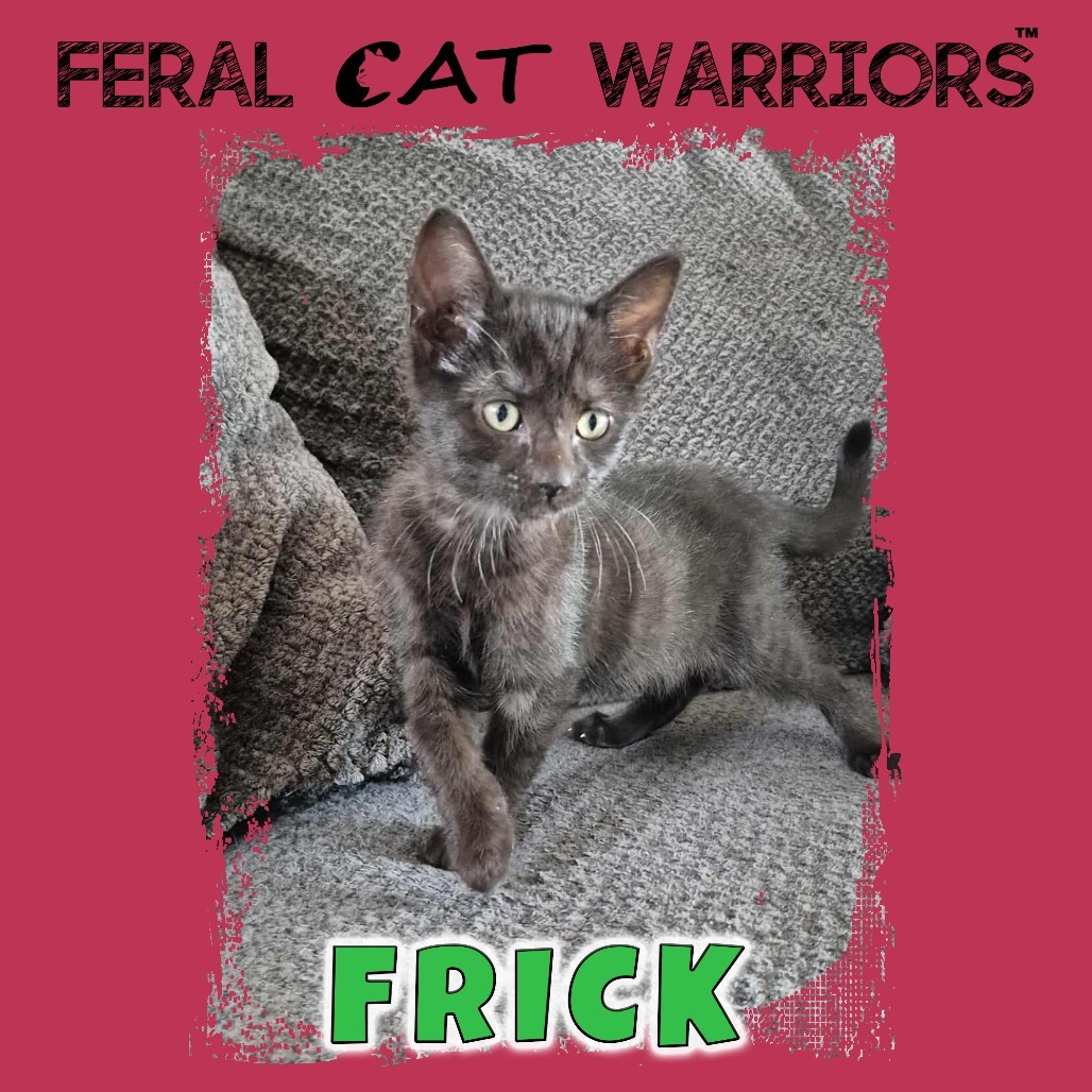 Frick, an adoptable Domestic Short Hair in Kingman, AZ, 86401 | Photo Image 1