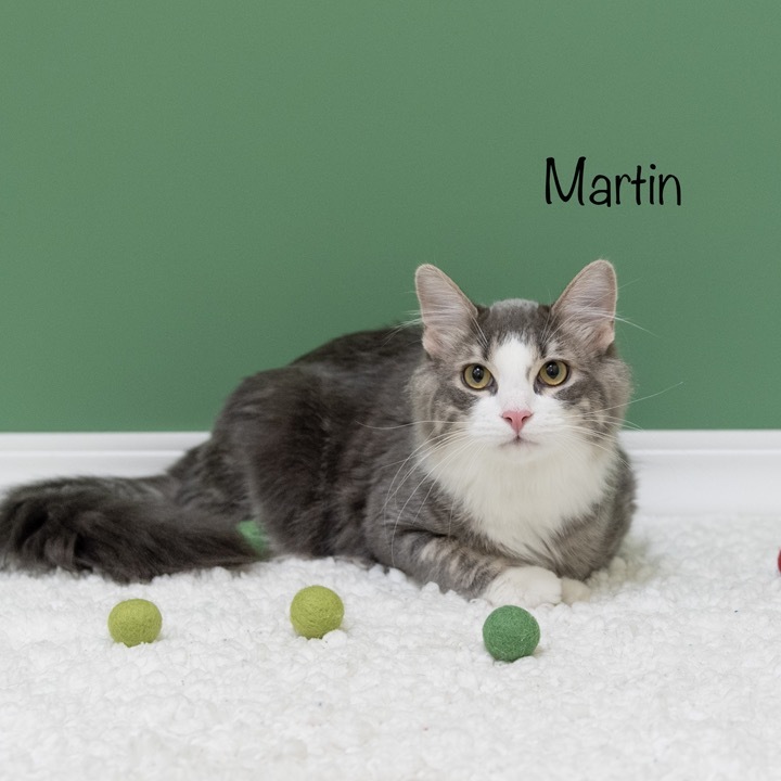 Martin