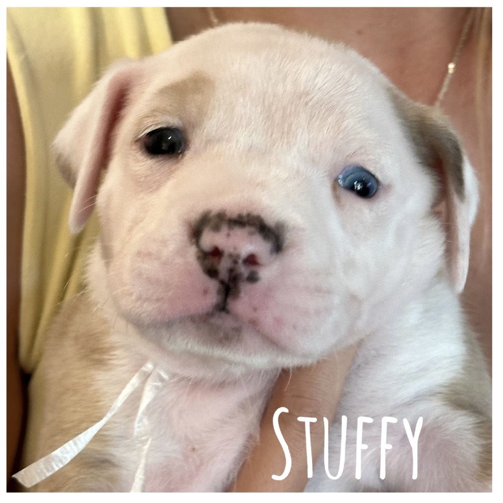 Snuffy