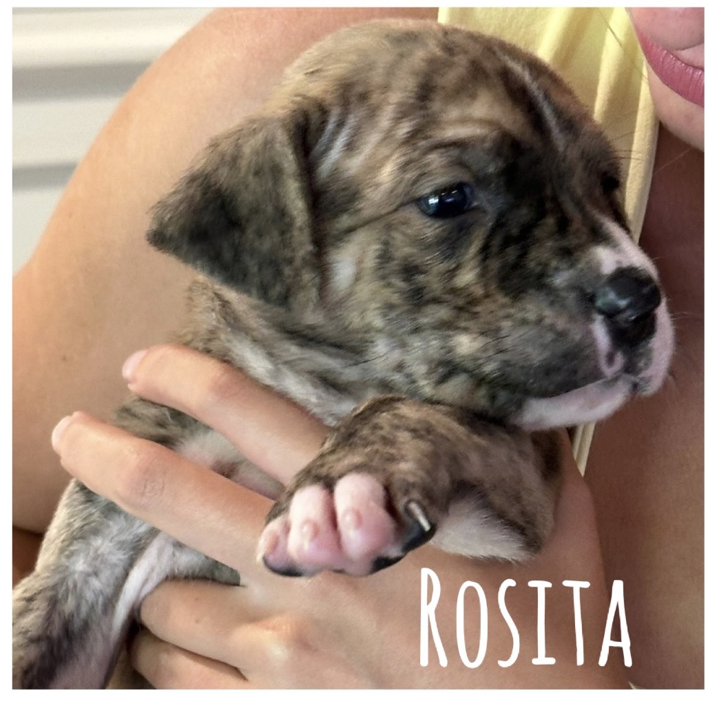 Rosita
