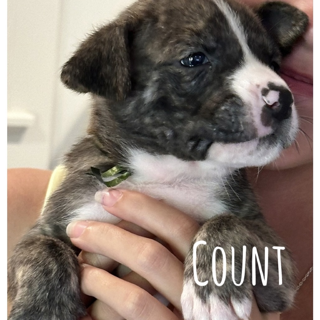 Count