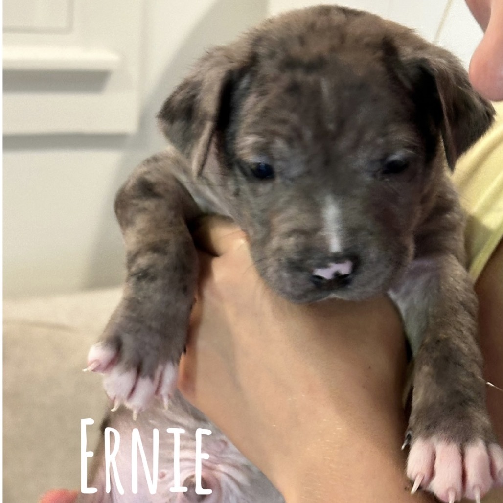 Ernie