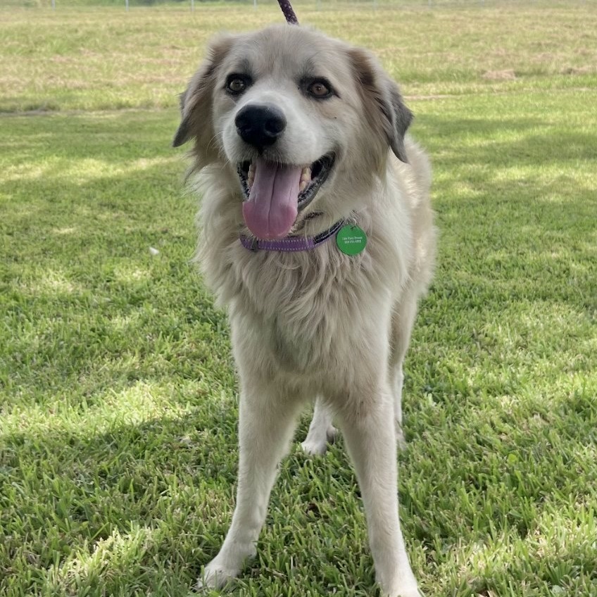 Bosco