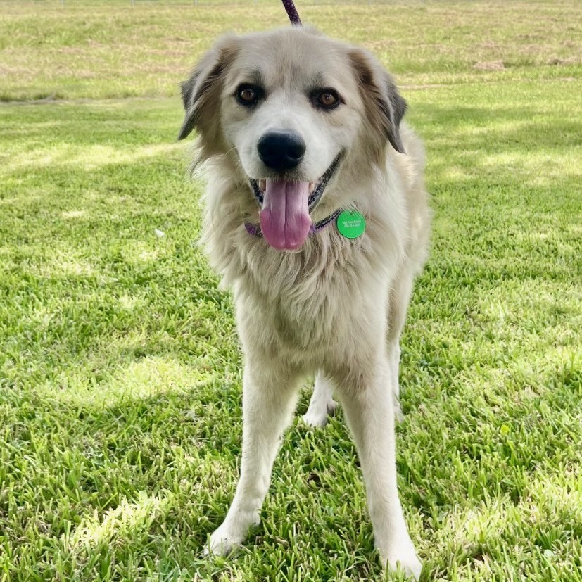Bosco