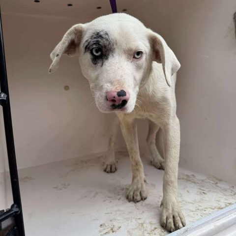 Franklin thumbnail 2