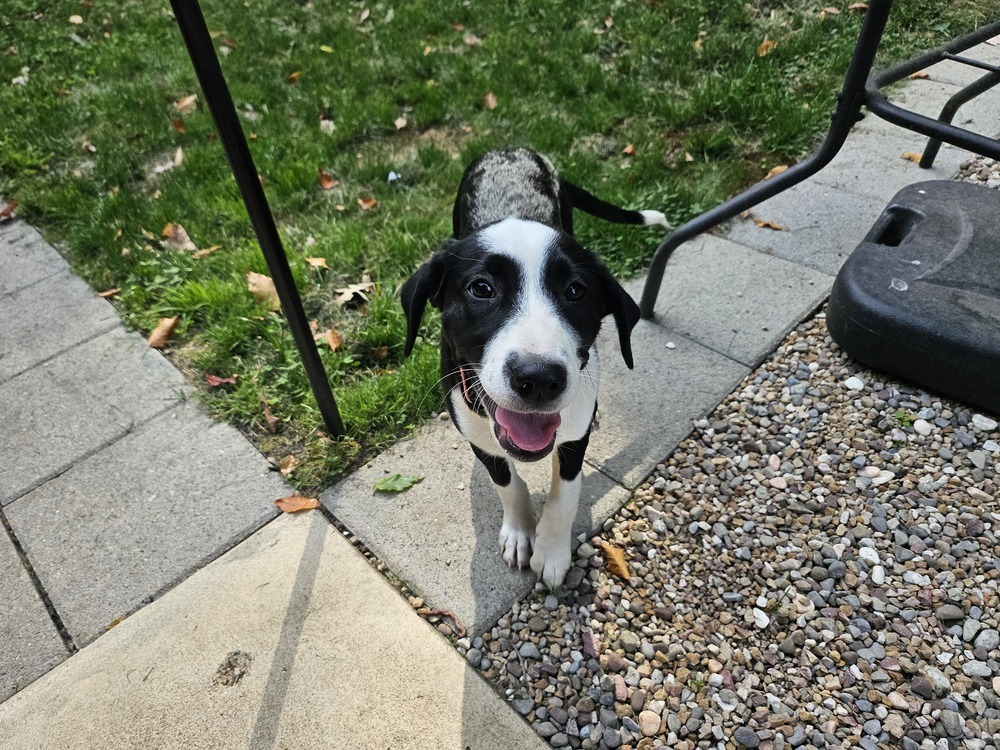 Ziti