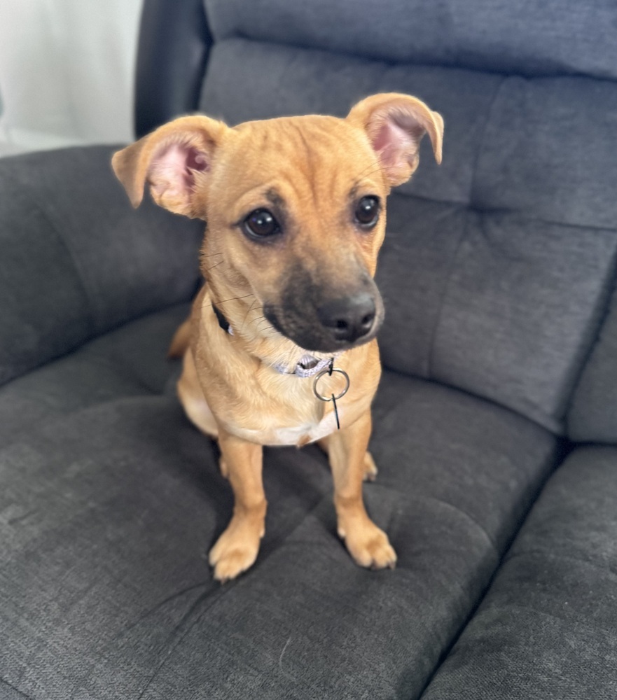 Frankie