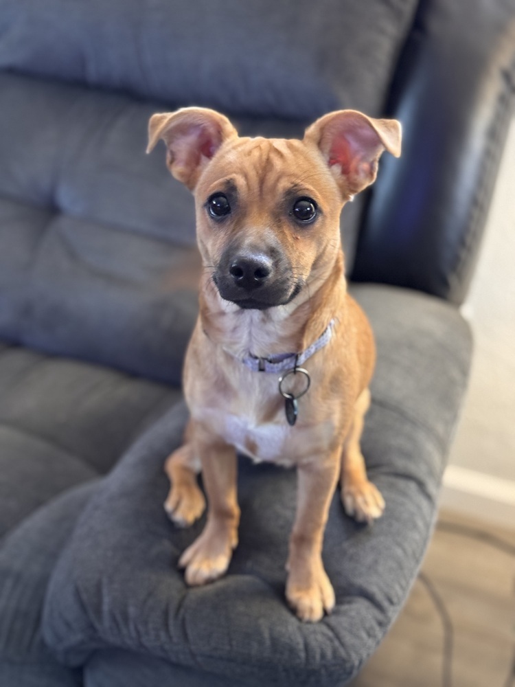 Frankie