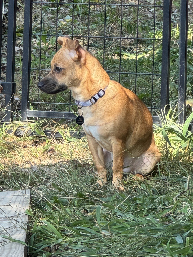 Frankie