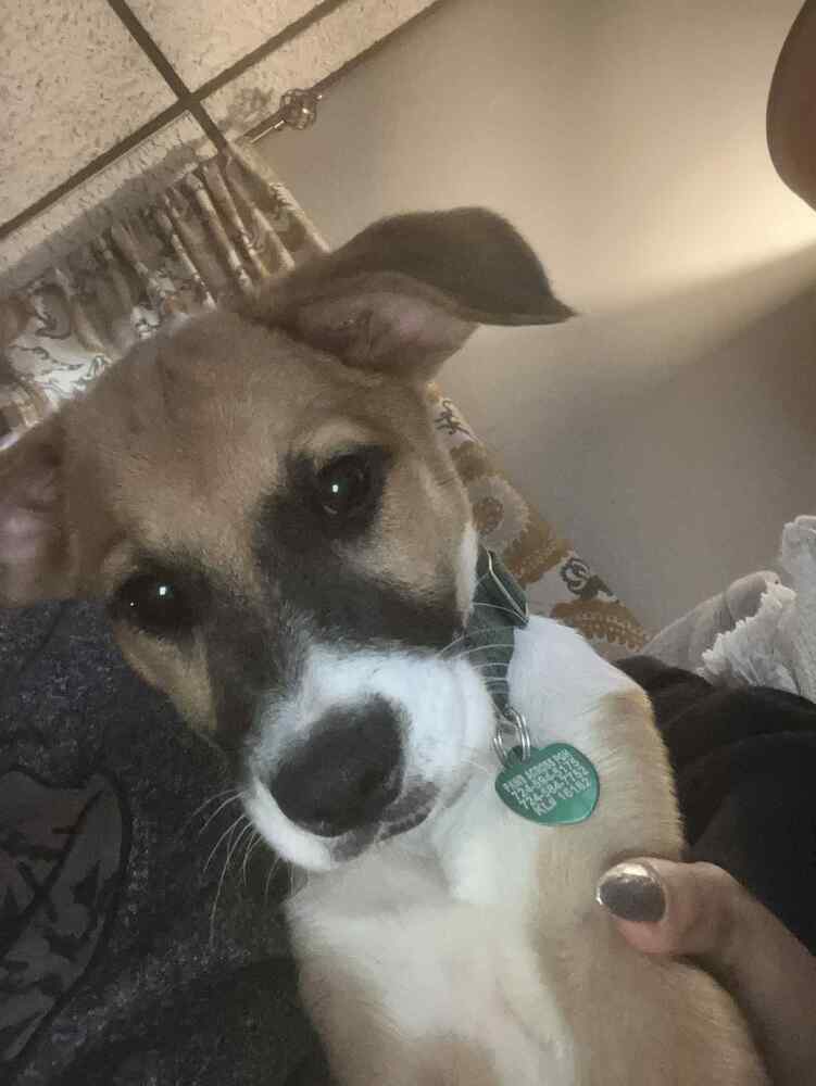 Alfredo