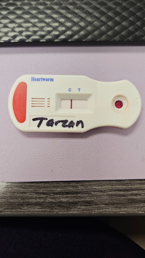 Tarzan