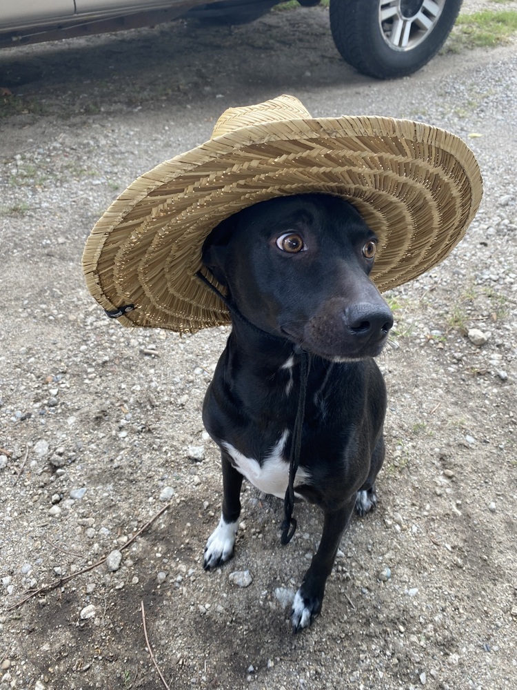 Bella (Zero)