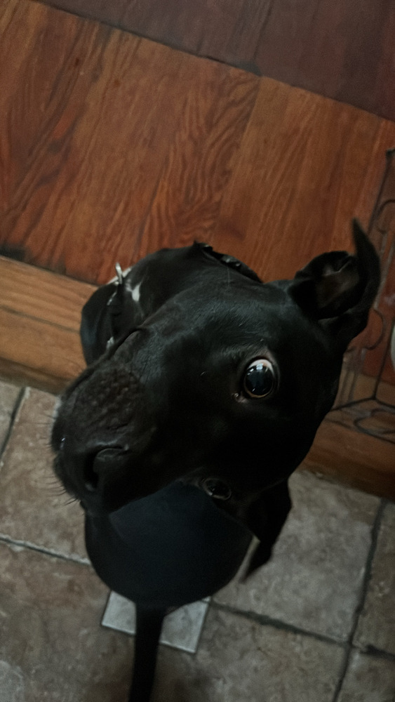Bella (Zero)
