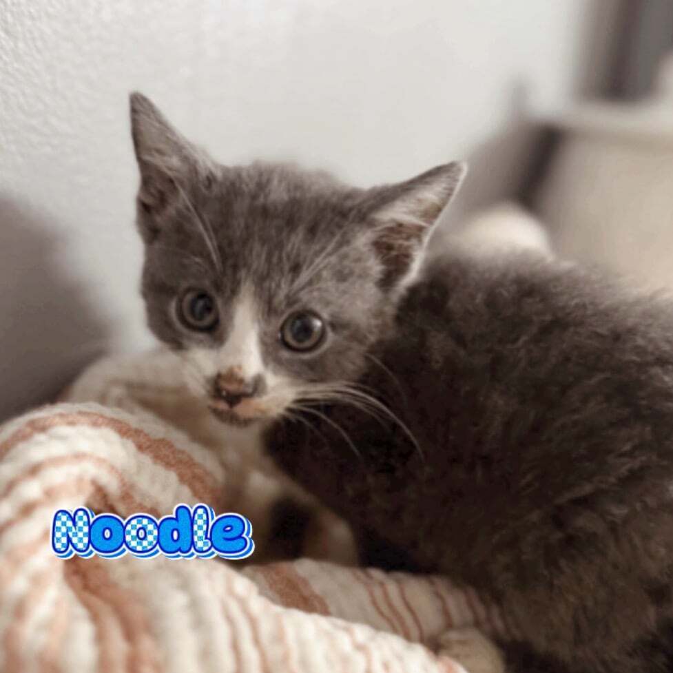 Noodle