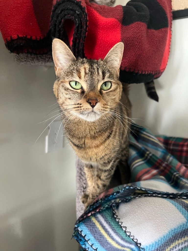 Syd, an adoptable Domestic Short Hair in Brookings, OR, 97415 | Photo Image 1