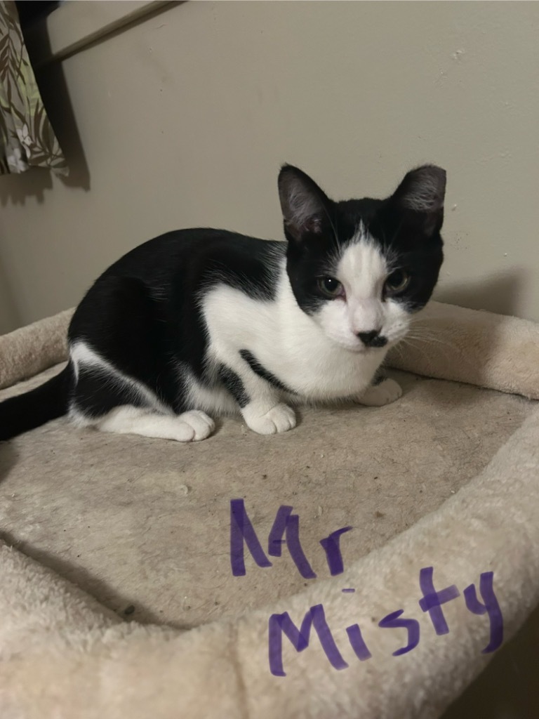 Mr. Misty, an adoptable Domestic Short Hair in Cloquet, MN, 55720 | Photo Image 1