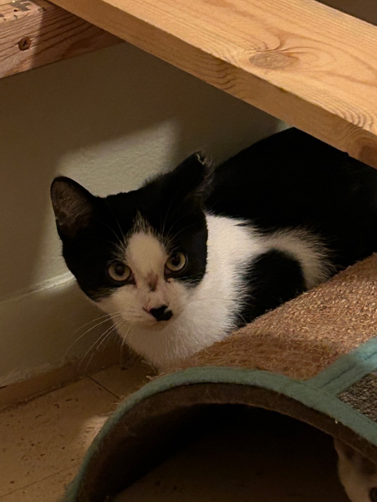 Mr. Misty, an adoptable Domestic Short Hair in Cloquet, MN, 55720 | Photo Image 2