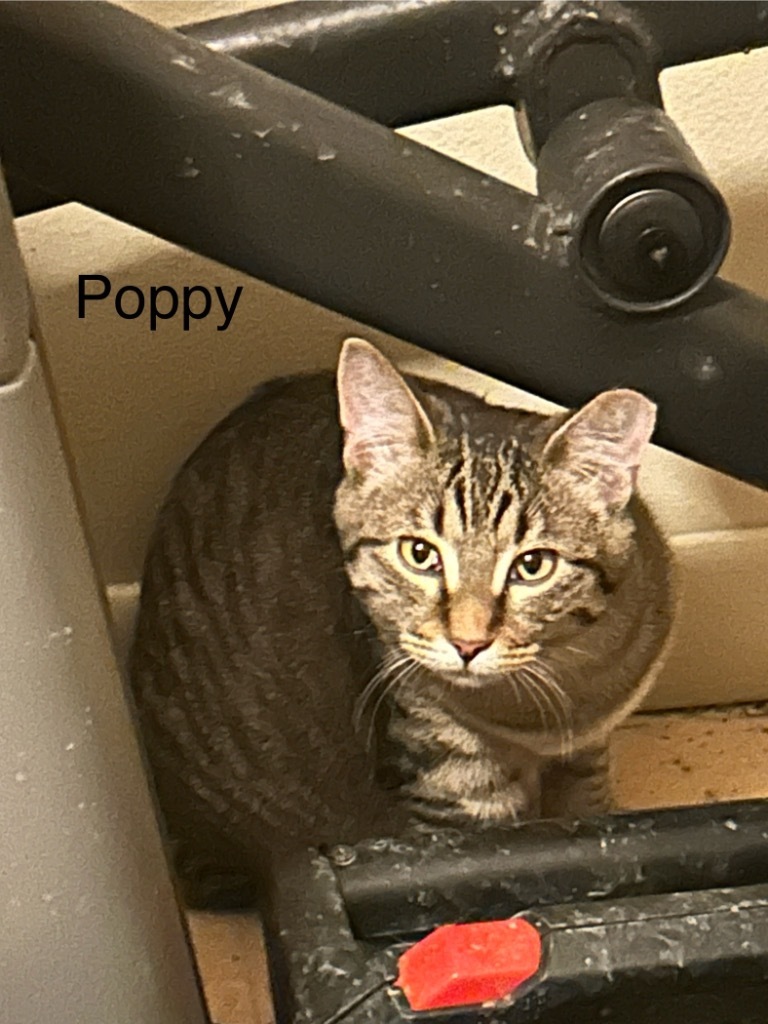 Poppy, an adoptable Domestic Short Hair in Cloquet, MN, 55720 | Photo Image 1