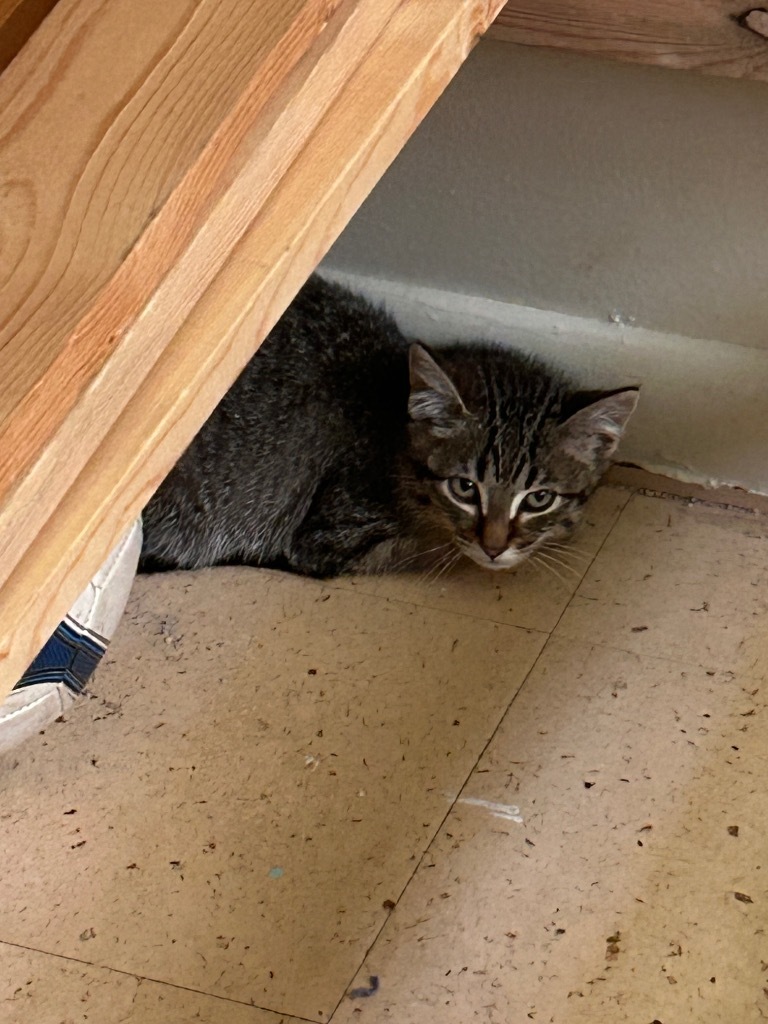 Poppy, an adoptable Domestic Short Hair in Cloquet, MN, 55720 | Photo Image 2